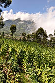 Tobacco plantations on steep slopes of the Mount Lawu. 